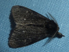 Dasychira grisefacta