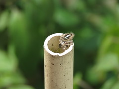 Phidippus bidentatus