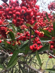 Pyracantha fortuneana