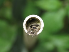 Phidippus bidentatus