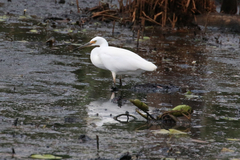 Egretta garzetta nigripes