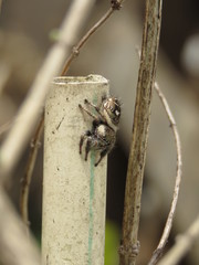 Phidippus bidentatus