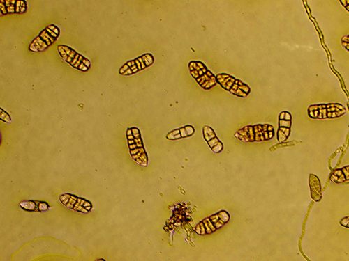 Mancha-de-stemphylium