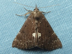 Hypena bijugalis