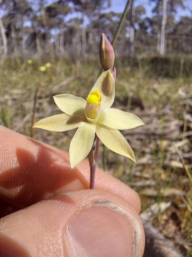 Image of Thelymitra luteocilium by (c) Brendan Costello, some rights reserved (CC BY)