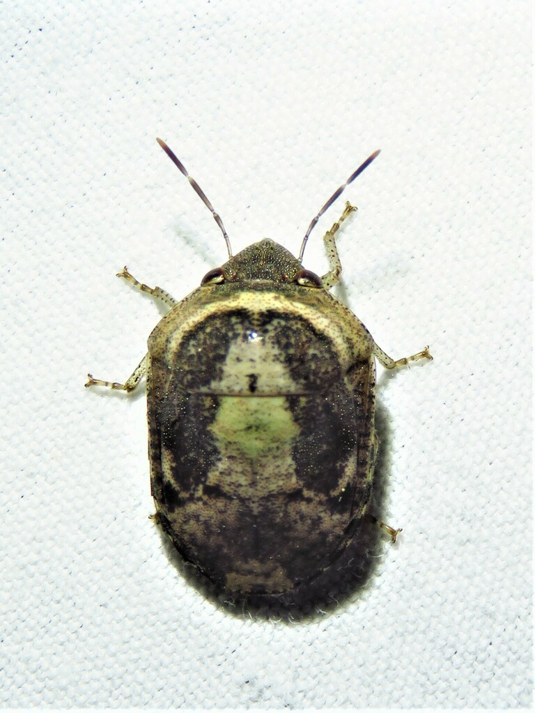 Symphylus caribbeanus