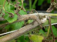 Botrytis cinerea