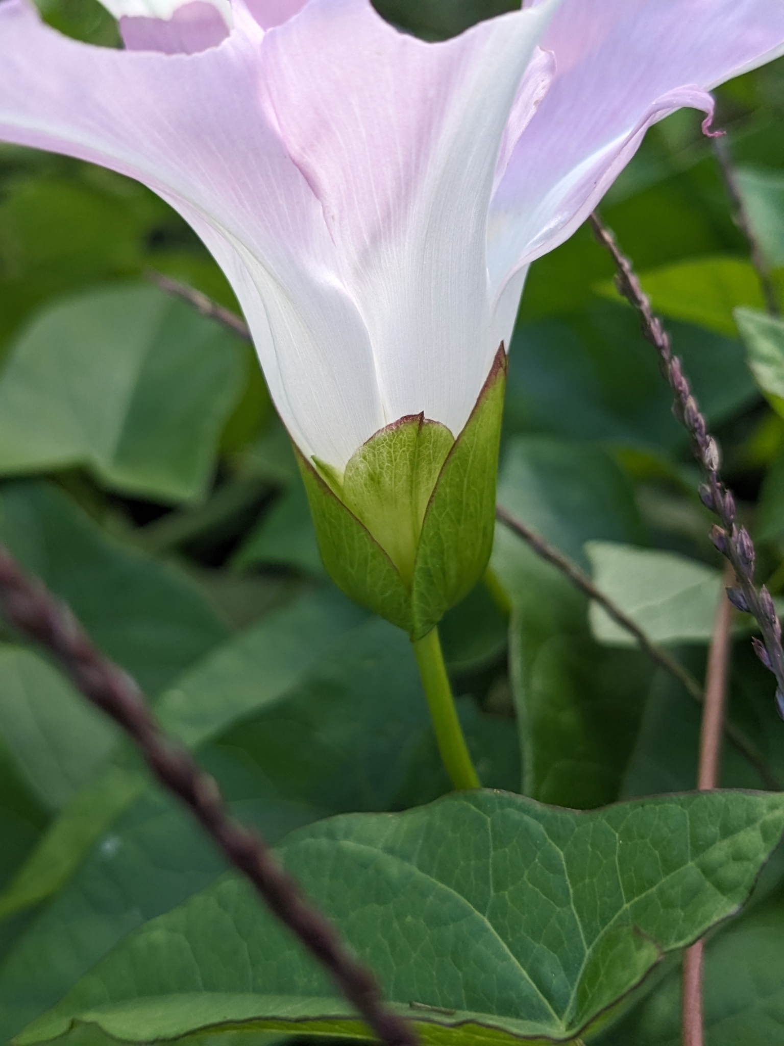 Echte Zaunwinde (Calystegia sepium): Herkunft und Verwendung — foto 2