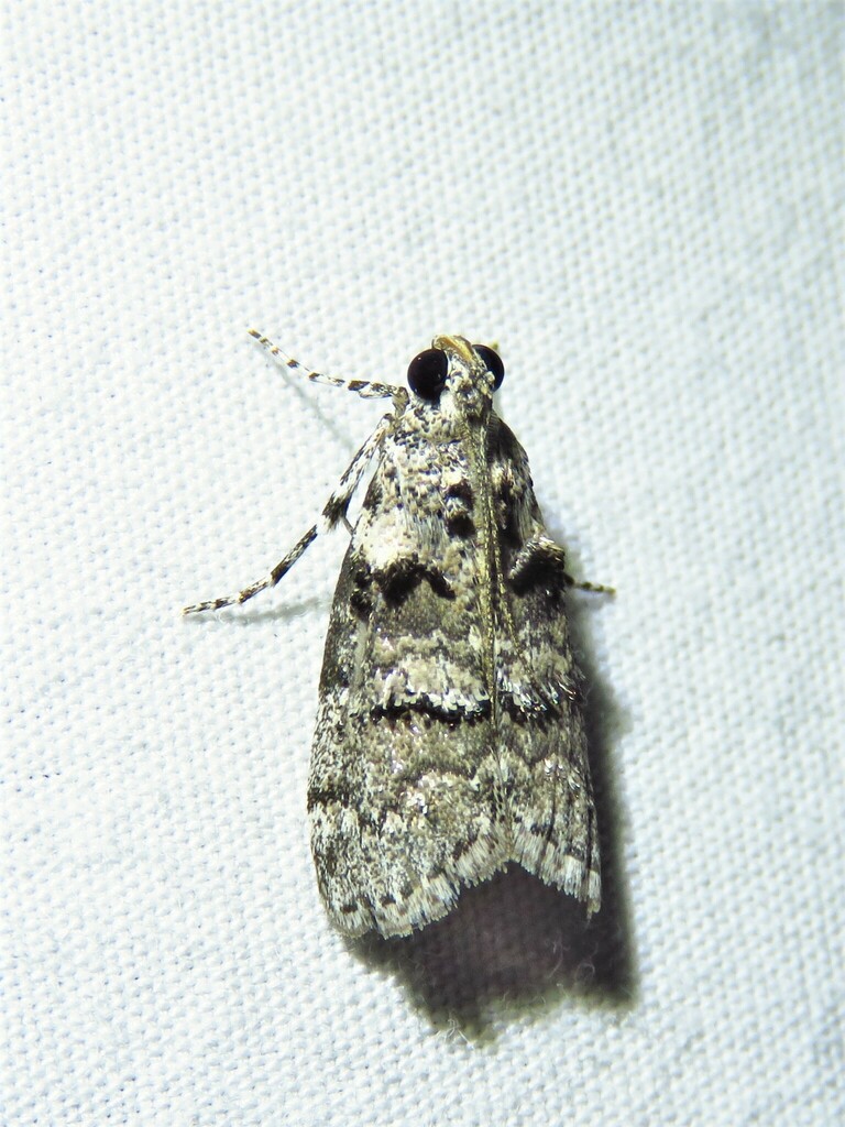 Pococera tiltella
