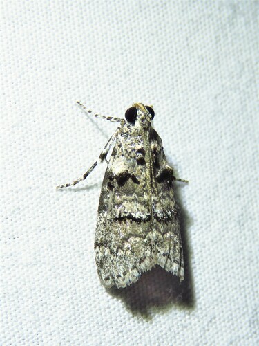Pococera tiltella