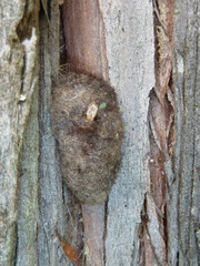 Lophocampa argentata
