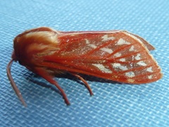 Lophocampa roseata