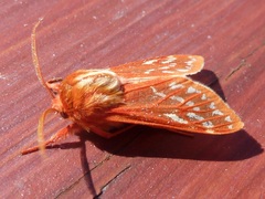 Lophocampa roseata
