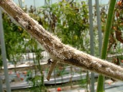 Sclerotinia sclerotiorum