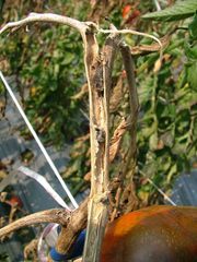 Sclerotinia sclerotiorum