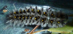 Lophocampa roseata