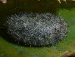 Lophocampa roseata