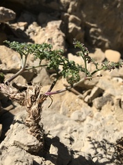 Lomatium insulare