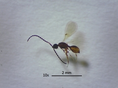 Diapriinae