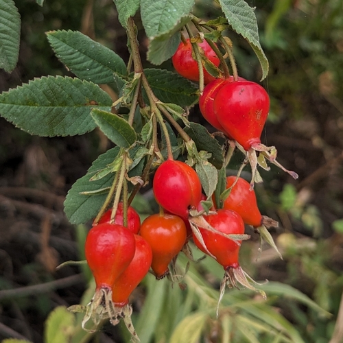 iNaturalist observation photo of California Wild Rose