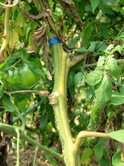 Fusarium oxysporum
