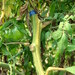 Cucumber Fusarium - Photo (c) 大肚魚, some rights reserved (CC BY-NC), uploaded by 大肚魚