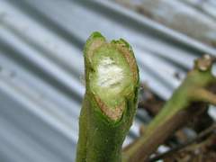 Fusarium oxysporum