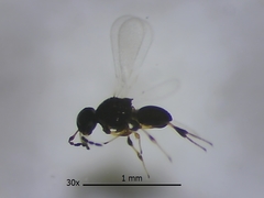 Platygastridae