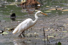 Ardea intermedia plumifera