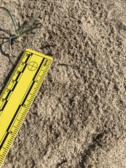 Dipodomys deserti