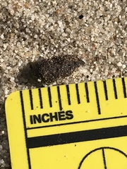 Dipodomys deserti