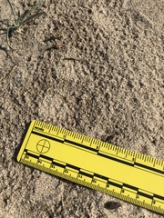 Dipodomys deserti