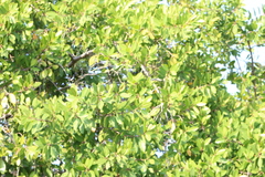 Combretaceae