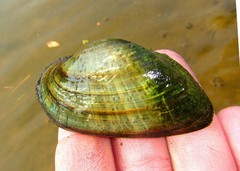 Alasmidonta marginata