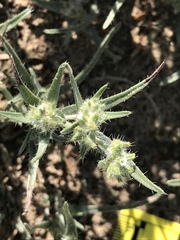 Cryptantha maritima