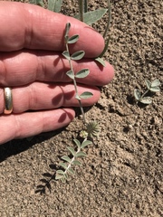 Astragalus lentiginosus borreganus