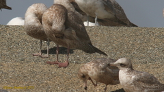 Larus glaucoides thayeri