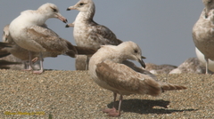 Larus glaucoides thayeri