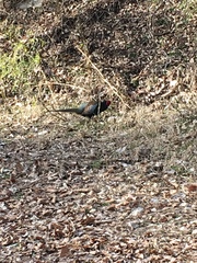 Phasianus versicolor