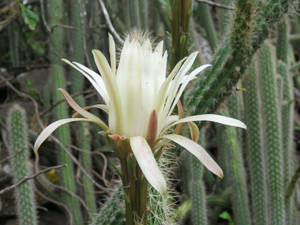 Serpent Cactus