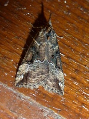Hypena decorata