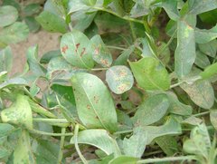Puccinia arachidis