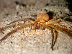 Heteropoda venatoria