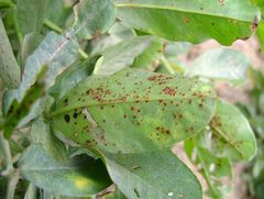 Puccinia arachidis