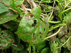 Pseudocercospora basellae