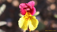 Erythranthe shevockii