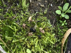 Sclerotinia sclerotiorum
