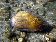 Venustaconcha ellipsiformis