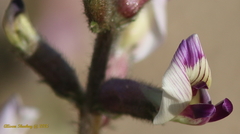Astragalus layneae