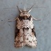 Nycteola frigidana - Photo (c) Scott Gilmore,  זכויות יוצרים חלקיות (CC BY-NC), הועלה על ידי Scott Gilmore